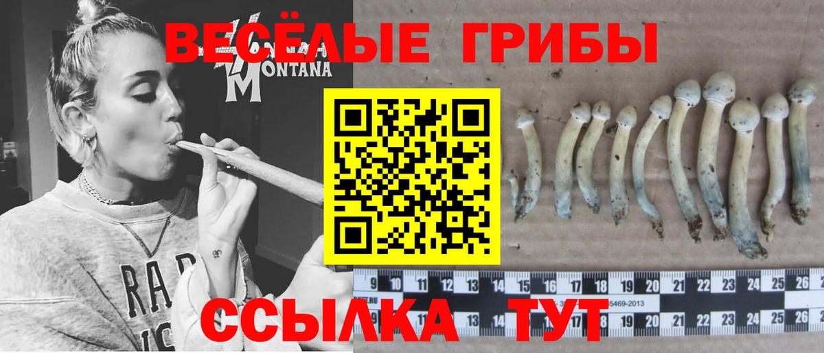 Дубна  Галлюциногенные грибы Psilocybe  Вход с VPN 